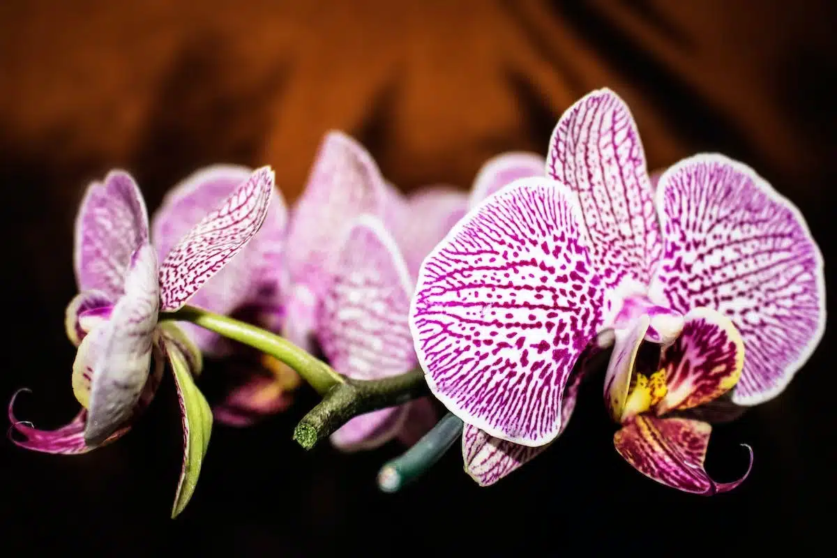 orchidée  taille
